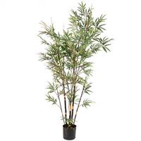 6' Potted Black Bamboo X9 1174 Lvs