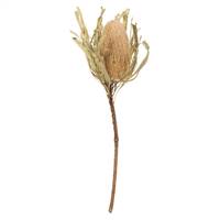 12-18" Natural Banksia Flower
