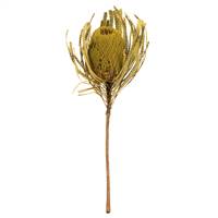 12-18" Basil Banksia Flower