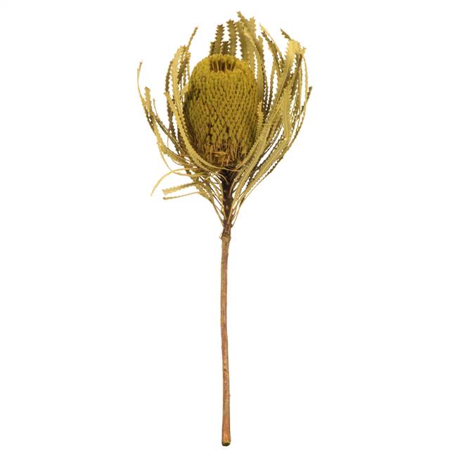 12-18" Basil Banksia Flower