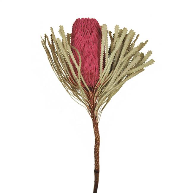 12-18" Erica Pink Banksia Flower