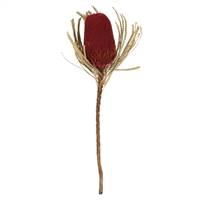 12-18"  Red Banksia Flower