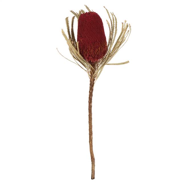 12-18"  Red Banksia Flower