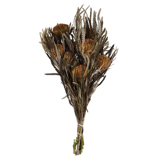 12-18" Autumn Banksia Foliage Flower 4oz