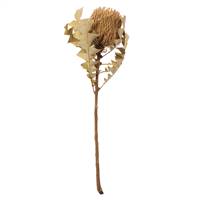 12-18"  Natural Baxteri Flower