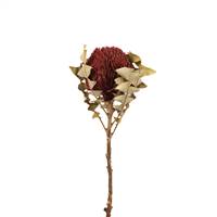 12-18"  Red Baxteri Flower