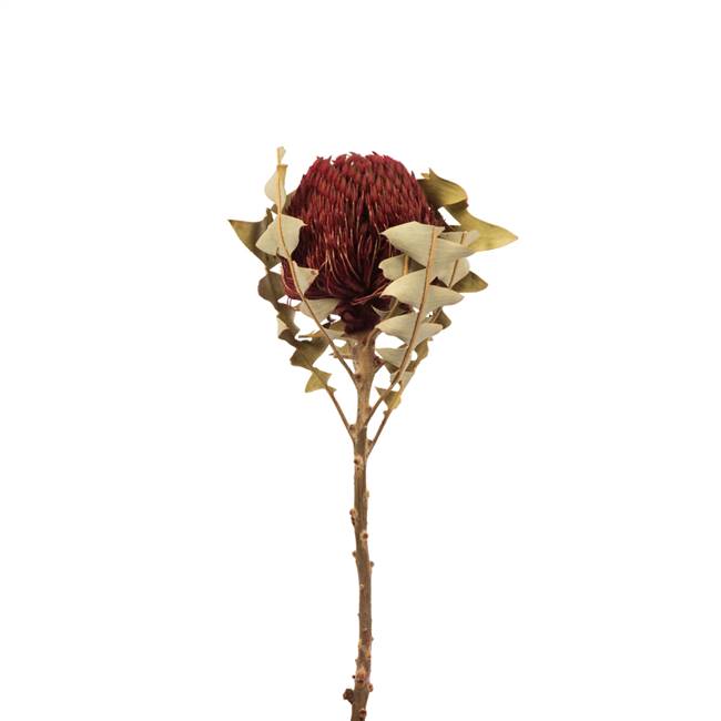 12-18"  Red Baxteri Flower