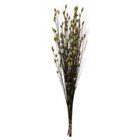 36-40" Bell Grass w/Basil Pod Bundle