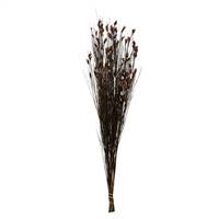 36-40" Bell Grass w/Brown Pod Bundle