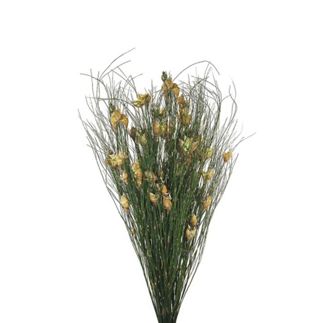 15-20" Bell Grass w/Natural Pod Bundle