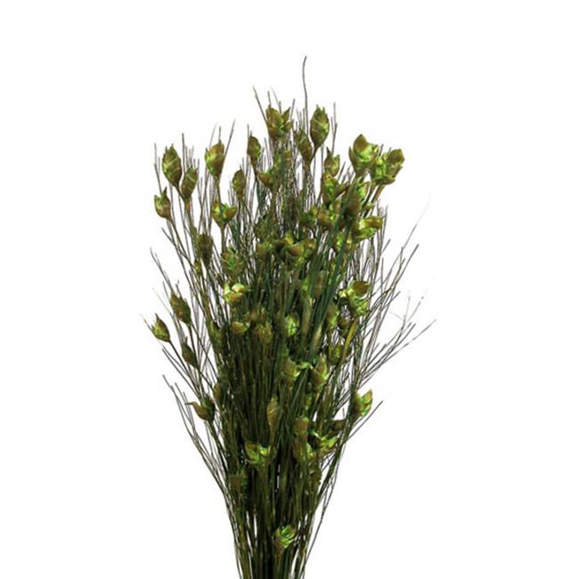 15-20" Bell Grass w/Basil Pods Bundle