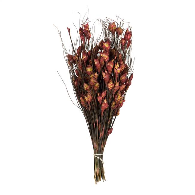 15-20" Bell Grass w/Red Pods Bundle