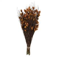 15-20" Bell Grass w/Autumn Pods Bundle