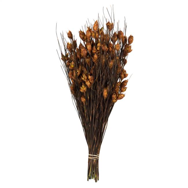 15-20" Bell Grass w/Autumn Pods Bundle