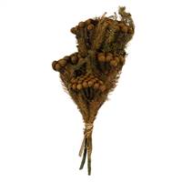 12-16" Autumn Brunia Stems - 4 oz Bundle