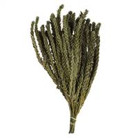 12-16"  Mini Green Buxifolia -4oz Bundle