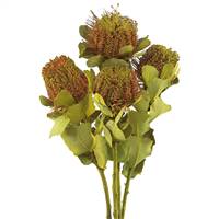 14-16" Basil Coccinea 4 Stem Bunch