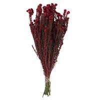 16-22" Red Cotton Phylica Bundle