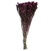 16-22" Purple Orchid Cotton Phylica