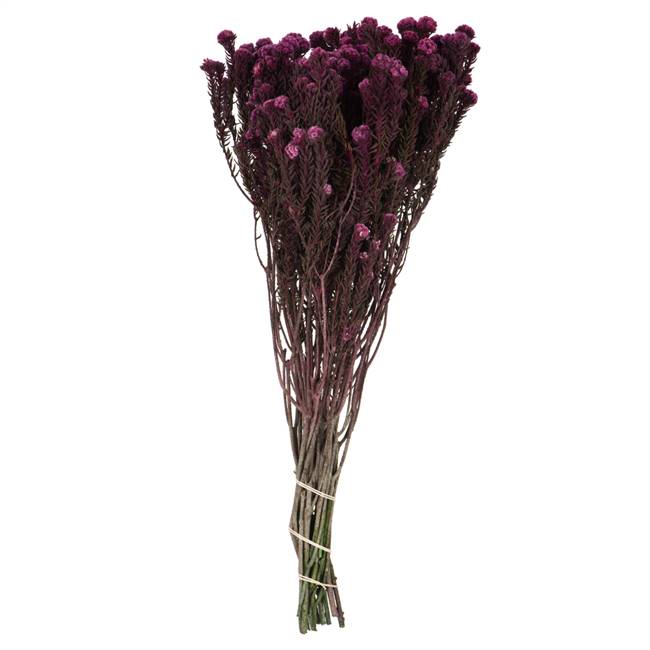 16-22" Purple Orchid Cotton Phylica