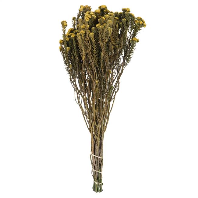 16-22" Yellow Cotton Phylica Bundle