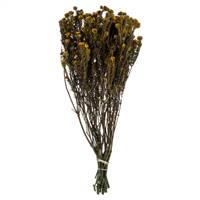 16-22" Aspen Gold Cotton Phylica Bundle