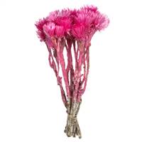 13-14" Bright Pink Everlasting Flowers