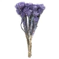 13-14" Light Purple Everlasting Flowers