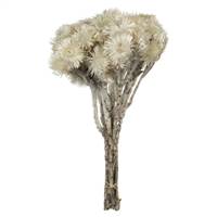 13-14" Natural White Everlasting Flowers