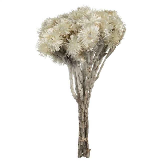 13-14" Natural White Everlasting Flowers