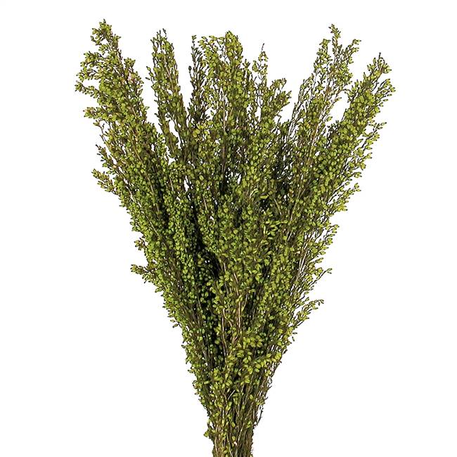 18-20" Green Heather (Erica) Bundle