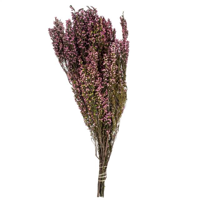 18-20" Pink Heather (Erica) Bundle