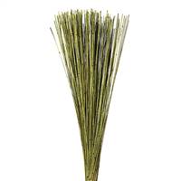 30" Basil Marsh Reed Bundle