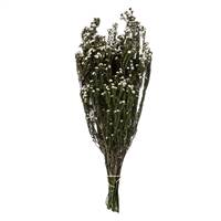 12-22" Natural White Phylica Bundle