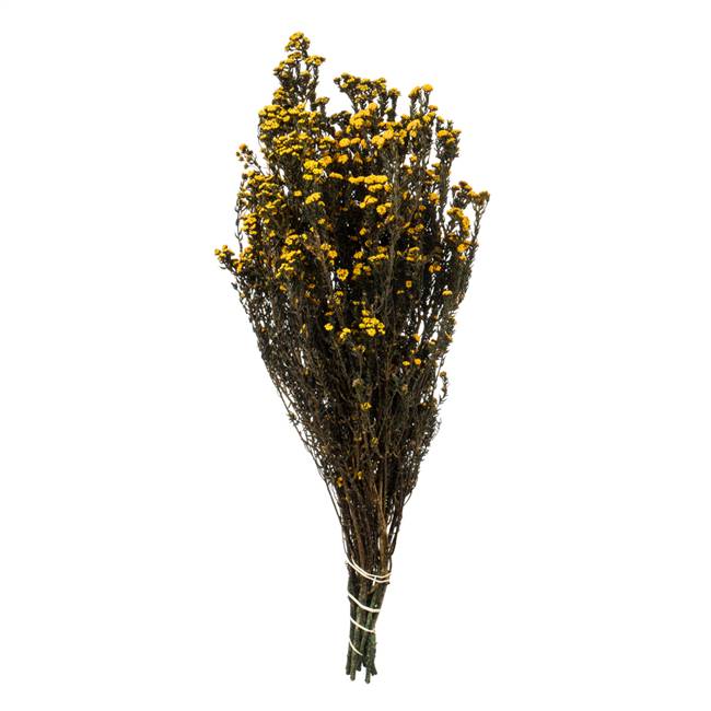 12-22" Aspen Gold Phylica Bundle