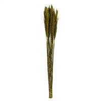36-40" Green Plume Reed Bundle