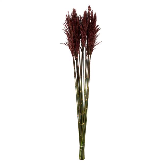 36-40" Merlot Plume Reed Bundle