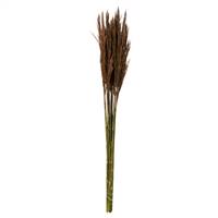 36-40" Brown Plume Reed Bundle