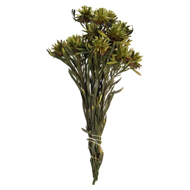 8-20" Basil Plumosum Bundle