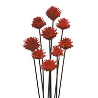 20" Plumosum Red on Brown C/R Stem
