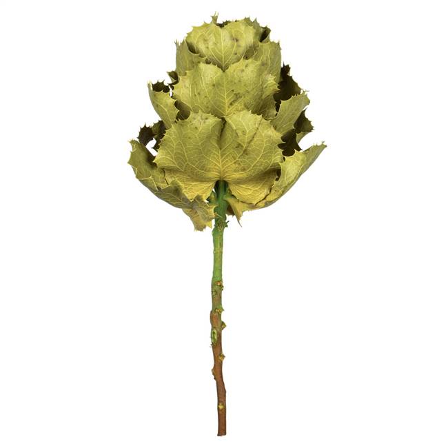 8" Basil Queen Flower Stem