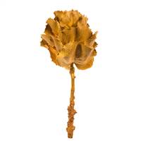 8" Aspen Gold Queen Flower Stem