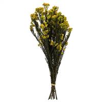 16-23" Yellow Rice Flower 4-5 oz
