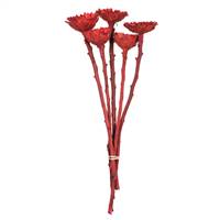 8-12" Red Rosette Compacta Stem