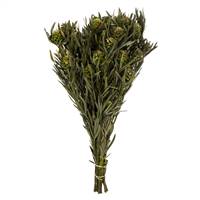 12-20" Green Salignum with Cones Bundle