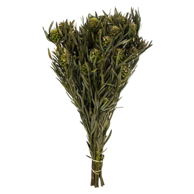 12-20" Green Salignum with Cones Bundle