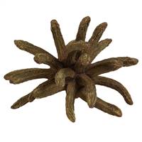 3-4" Natural Green Spider Claws