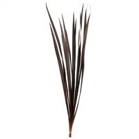 18-30” Brown Snake Grass - 12 Stems