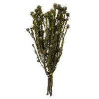 12-18" Natural White Tortum Bundle