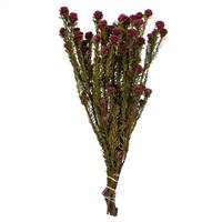 12-18" Merlot Tortum Bundle